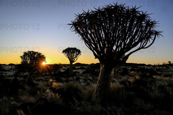 Quiver trees (Aloe dichotoma), blue hour, quiver tree forest near Keetmanshoop, Karas Region, Namibia