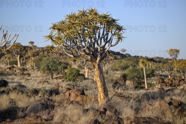 Quiver tree (Aloe dichotoma), quiver tree forest near Keetmanshoop, Karas Region, Namibia