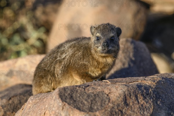 Klippschliefers (Procavia capensis), desert dormice or Klippdachs in the quiver tree forest near Keetmanshoop, Karas Region, Namibia