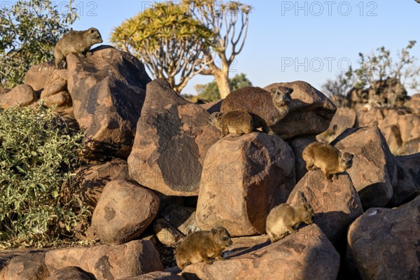 Klippschliefer (Procavia capensis), Desert hippopotamus or Klippdachse in the quiver tree forest near Keetmanshoop, Karas Region, Namibia