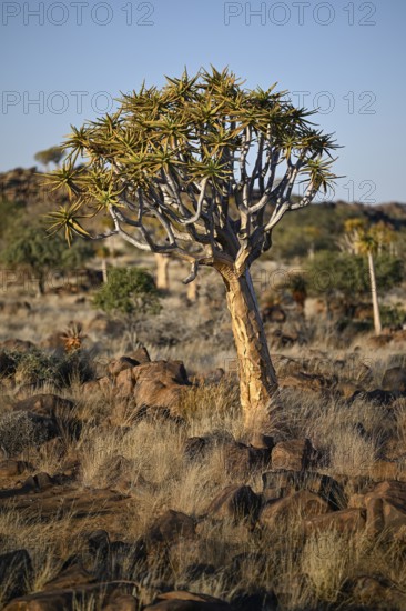 Quiver tree (Aloe dichotoma), quiver tree forest near Keetmanshoop, Karas Region, Namibia