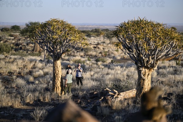 Tourists taking photos in front of quiver trees (Aloe dichotoma), quiver tree forest near Keetmanshoop, Karas Region, Namibia