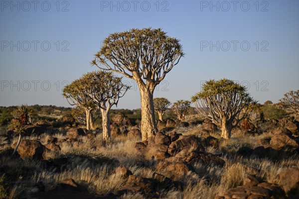 Quiver trees (Aloe dichotoma), quiver tree forest near Keetmanshoop, Karas Region, Namibia