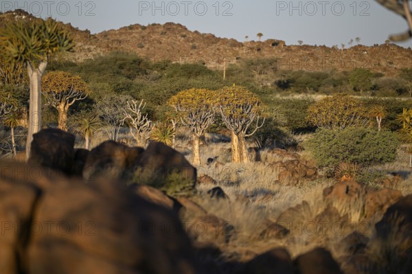 Quiver trees (Aloe dichotoma), quiver tree forest near Keetmanshoop, Karas Region, Namibia