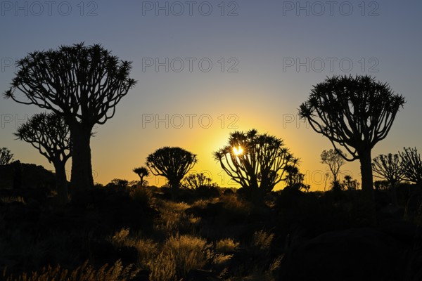 Quiver trees (Aloe dichotoma) in first daylight, quiver tree forest near Keetmanshoop, Karas Region, Namibia