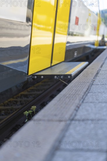 Close-up of a yellow train at a platform edge with track in the foreground, battery Electric train with green electricity, Siemens Mireo Plus B, Freudenstadt, Germany