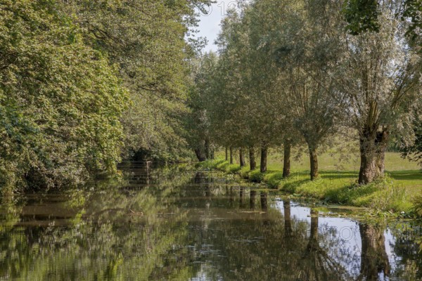 Pollarded willows are reflected in the water of the Alstätter Aa, Haarmühle, Ahaus-Alstätte, Münsterland, North Rhine-Westphalia, Germany