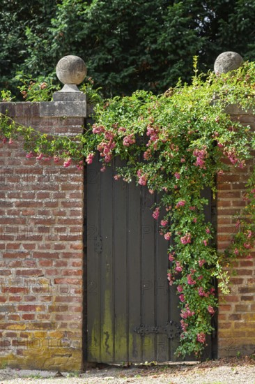An old Tor tor in a brick wall, surrounded by blooming climbing roses and green vegetation, North Rhine-Westphalia, Germany