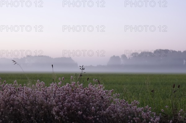 Landscape with fog in the morning, Summer, Germany