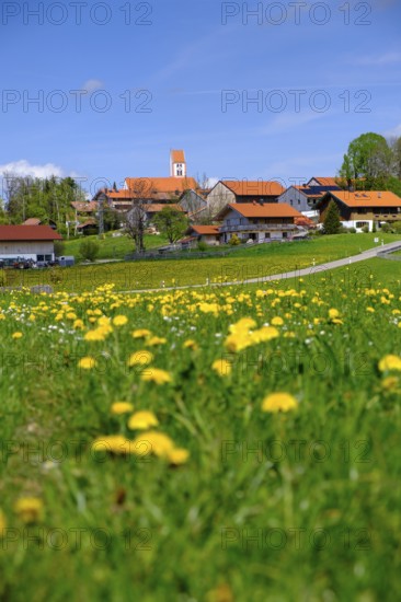 Dandelion meadows near Wackersberg, Upper Bavaria, Bavaria, Germany