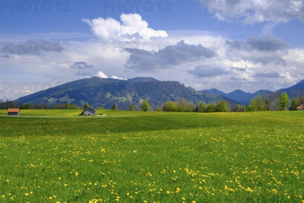 Dandelion meadows near Wackersberg, Upper Bavaria, Bavaria, Germany