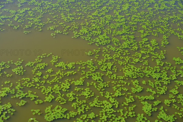 Water lily pads on the water, Tirschenreuther Teiche, Waldnaabaue, Große Teichpfanne, Vizinalradweg, near Tirschenreuth, Upper Palatinate, Bavaria, Germany