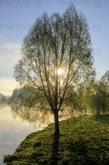 Morning atmosphere, fog at the Fischhof, Tirschenreuth, Upper Palatinate, Bavaria, Germany