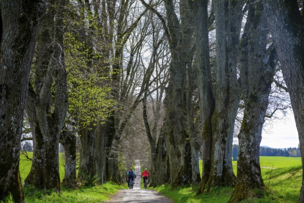 Kurfürstenallee, Lindenallee, Marktoberdorf, Allgäu, Swabia, Bavaria, Germany