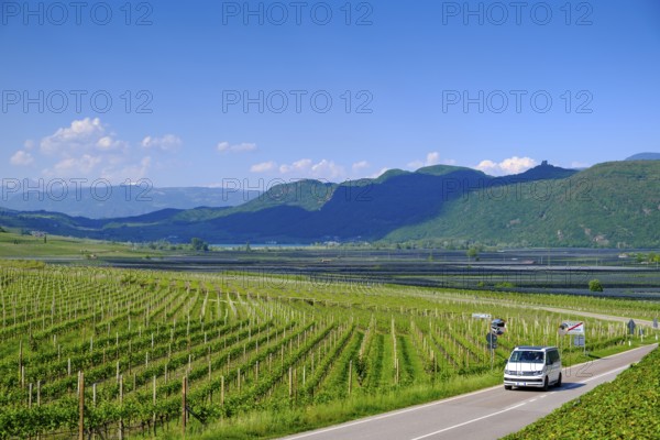 Vines with South Tyrolean Wine Route, Tramin, Wine Route, South Tyrol, Italy