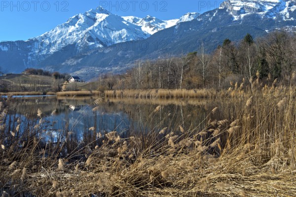 Winter rest at the lake Mont d'Orge, Lac de Mont d'Orge, Montorge, Sion, Valais, Switzerland