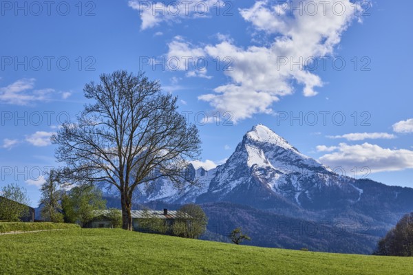 Mountain Watzmann, bare winter tree, landscape photography, mountain landscape, mountains, meadow, coniferous forest, blue sky, cumulus clouds, Bischofswiesen, district Berchtesgadener Land, Bavaria, Germany