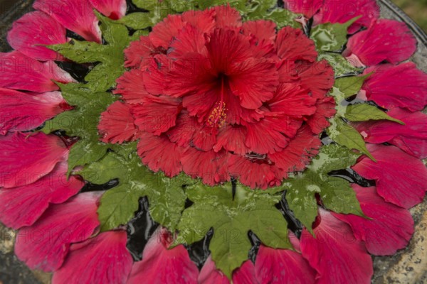 Flower decoration made of blossoms in a luxury resort, Klong Khong Beach, Sala Dan, Ko Lanta, Koh Lanta, Krabi Province, Southern Thailand, Andaman Sea, Thailand