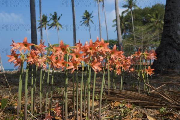 Lilies and coconut palms, Secret Beach, Sala Dan, Ko Lanta, Koh Lanta, Krabi Province, Southern Thailand, Andaman Sea, Thailand