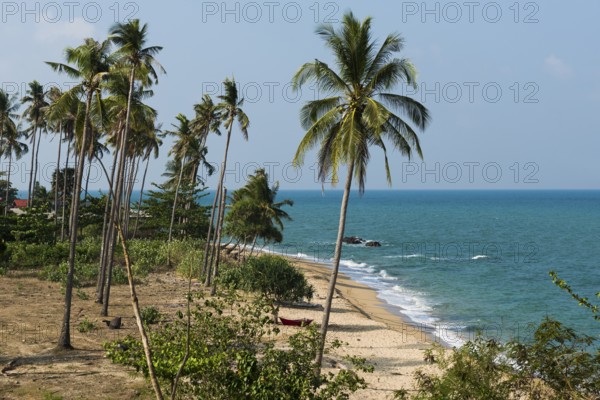 White sandy beach and coconut palms, Coconut Palm Beach, Sala Dan, Ko Lanta, Koh Lanta, Krabi Province, Southern Thailand, Andaman Sea, Thailand