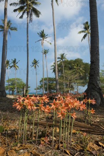 Lilies and coconut palms, Secret Beach, Sala Dan, Ko Lanta, Koh Lanta, Krabi Province, Southern Thailand, Andaman Sea, Thailand