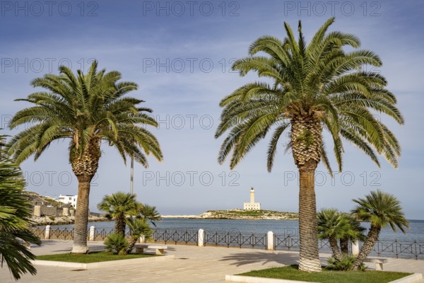 Palm trees on the promenade and the lighthouse in Vieste, Gargano, Apulia, Italy