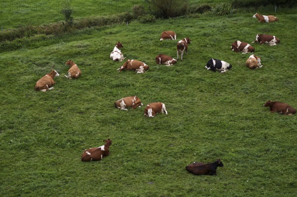 Cows, dairy cows, on pasture, Burgrain near Willisau, Canton Lucerne, Switzerland
