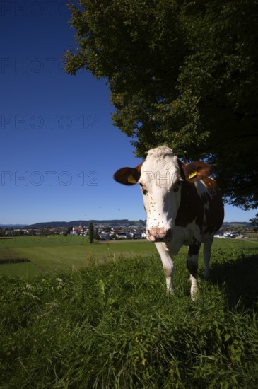 Dairy cow, cow, plagued by flies, mosquitoes, in the background Ettiswil, Canton Lucerne, Switzerland