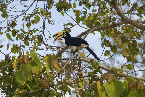 Hornbill, Sunrise Beach, Koh Hai, Ko Ngai, Krabi Province, Trang, Southern Thailand, Andaman Sea, Thailand