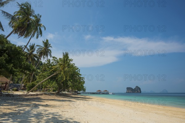 White sandy beach and coconut palms, Sunrise Beach, Koh Great white shark, Ko Ngai, Krabi Province, Trang, Southern Thailand, Andaman Sea, Thailand