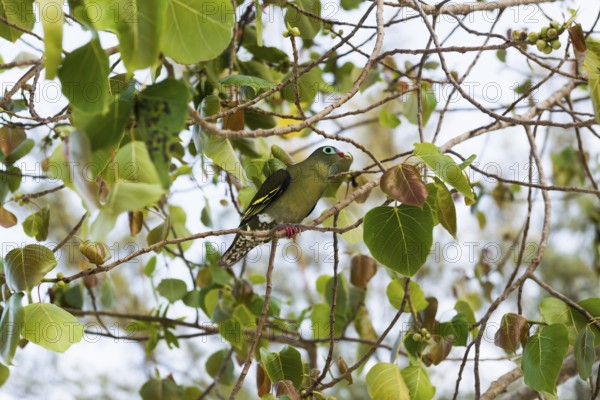 Green pigeon, Sunrise Beach, Koh Hai, Ko Ngai, Krabi Province, Trang, Southern Thailand, Andaman Sea, Thailand