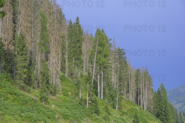 Major forest damage in a spruce forest near Obertilliach, Tyrol, Austria