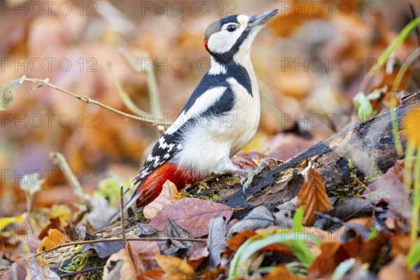 Great spotted woodpecker (Dendrocopus major) ml Germany