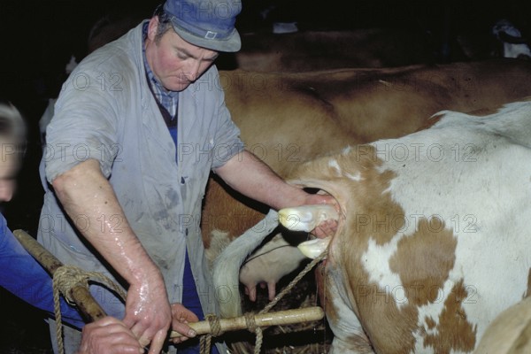 Cow birth with the help of a rope in a cowshed, Franconia, Bavaria, Germany