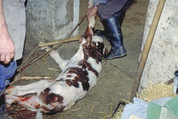 A newborn calf in a cowshed, Franconia, Bavaria, Germany