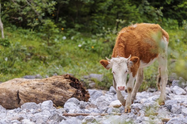 Holstein Friesian cattle crossing a creek on an alpine pasture. Eng valley, Austria