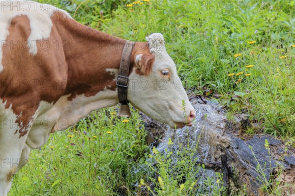 A Holstein-Friesian cow stands on a green mountain pasture in the Eng valley, Austria, drinking from a spring