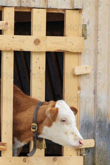 A Holstein-Friesian calf sticks its head through a wooden fence in the barn wall and looks out. Eng valley, Austria
