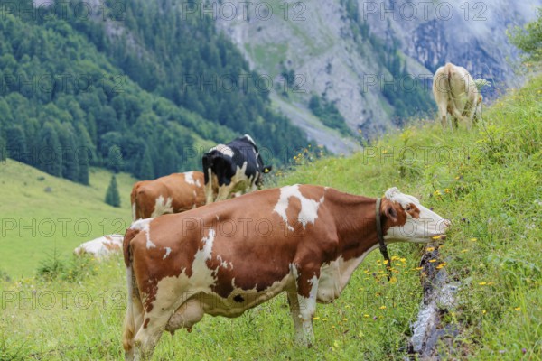 Mixed breeds of cattle grazing on a green mountain pasture in the Eng valley, Austria