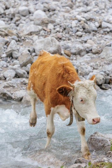 Holstein Friesian cattle crossing a creek on an alpine pasture. Eng valley, Austria