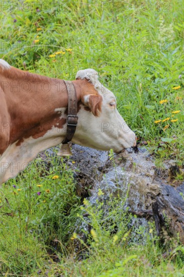 A Holstein-Friesian cow stands on a green mountain pasture in the Eng valley, Austria, drinking from a spring