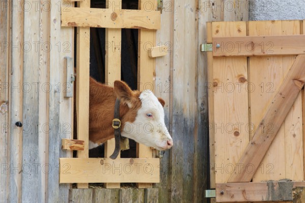 A Holstein-Friesian calf sticks its head through a wooden fence in the barn wall and looks out. Eng valley, Austria
