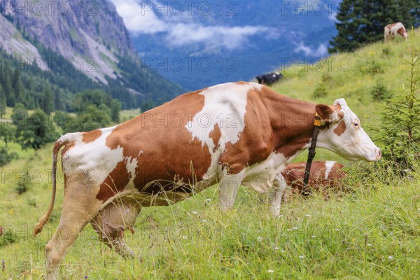 A Holstein Friesian cow walks across a meadow on a sunny day with an alpine mountains range in the background. Eng Valley, Austria