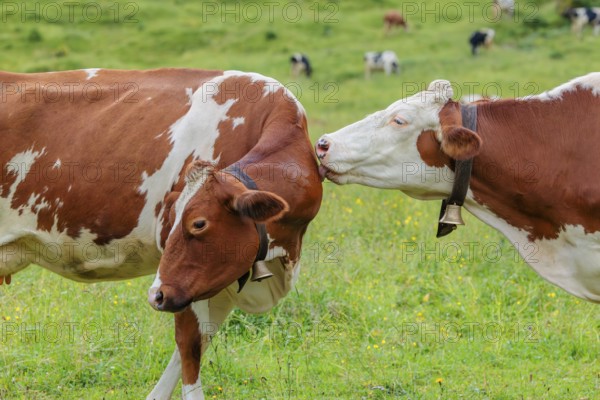 A Holstein Friesian cow grooms another cow standing in the meadow. Eng Valley, Austria