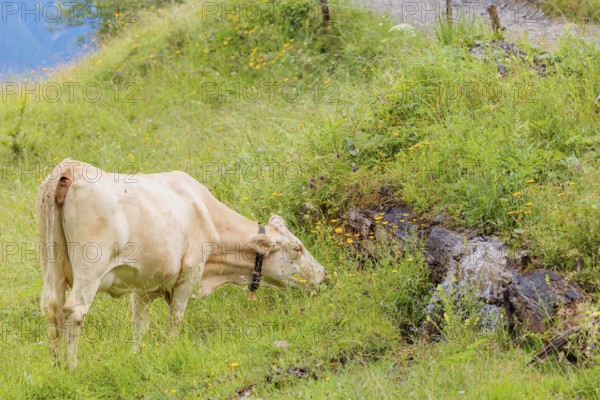 A Tyrolean Brown Swiss cow goes to a spring to drink. Eng Valley, Austria