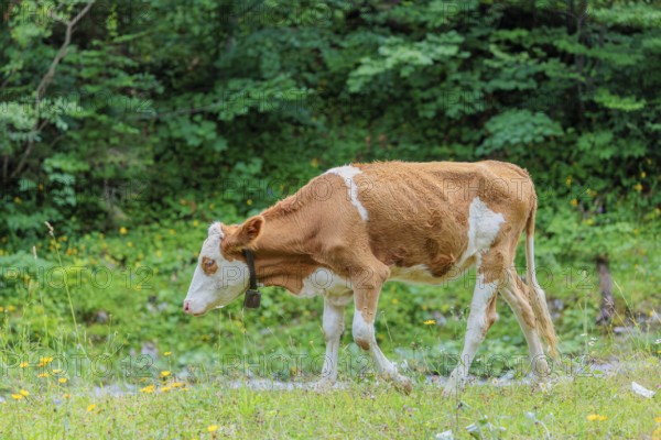 Holstein-Friesian cattle grazing on a mountain pasture in steep terrain. Eng Valley, Austria