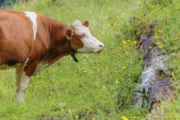 A Holstein-Friesian cow stands on a green mountain pasture in the Eng valley, Austria, drinking from a spring