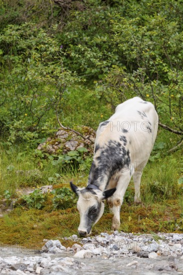 A cow crosses a creek on an alpine pasture. Eng valley, Austria