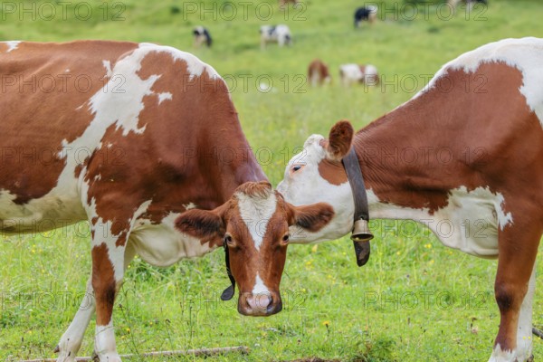 A Holstein Friesian cow grooms another cow standing in the meadow. Eng Valley, Austria