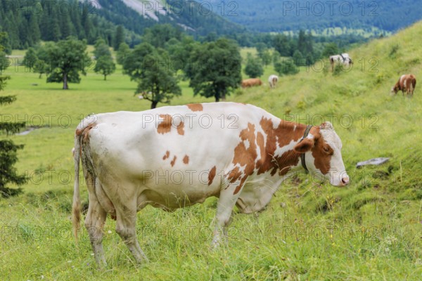 A Holstein-Friesian cow grazes on a green mountain pasture in the Eng valley, Austria